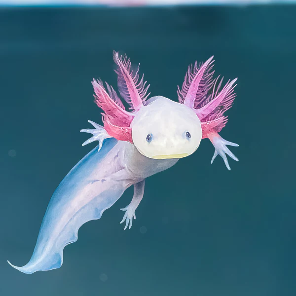 Adventures of the Axolotl: The Lost Lagoon of Lumina